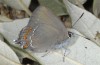 Satyrium esculi: Weibchen (e.l. Provence, Ste Baume, Raupe im Mai 2006) [S]