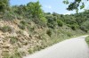 Satyrium esculi: Larvalhabitat mit Steineiche (Ardèche, Ruoms, Anfang Juni 2023) [N]