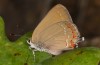 Satyrium esculi: Weibchen (e.l. S-Frankreich, Ardèche, Ruoms, Raupe Anfang Juni 2023) [S]