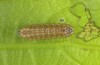 Satyrium esculi: Raupe L1 am Ende des ersten Stadiums (e.o. Provence, Ste. Baume, 2010) [S]