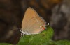 Satyrium esculi: Weibchen (e.l. S-Frankreich, Ardèche, Ruoms, Raupe Anfang Juni 2023) [S]
