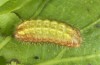 Satyrium esculi: Raupe L2 (e.o. Provence, Ste. Baume, 2010) [S]