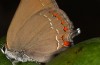 Satyrium esculi: Weibchen, typisch ist, dass die schwarze Begrenzung der orangenen Flecken bis auf wenige Schuppen fast nur auf der Innenseite ausgeprägt ist, während das bei ilicis nicht so deutlich der Fall ist (e.l. S-Frankreich, Ardèche, Ruoms, Raupe Anfang Juni 2023) [S]