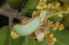 Satyrium esculi: Raupe L4 (Provence, Rians, 01.06.2013) [M]