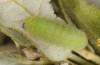 Satyrium esculi: Raupe L4 (Provence, Rians, 01.06.2013) [M]