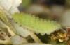 Satyrium esculi: Raupe L4 (Provence, Rians, 01. Juni 2013) [M]
