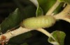 Satyrium esculi: Raupe L4 an Steineiche (Ardèche, Ruoms, Anfang Juni 2023) [M]