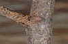 Satyrium esculi: Ei (Provence, Ste. Baume 2009) [S]