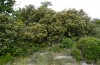 Satyrium esculi: Larvalhabitat bei Rians (Provence, 01.06.2013)  [N]