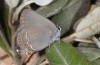Satyrium esculi: Weibchen (e.l. Provence, Ste Baume, Raupe im Mai 2006) [S]