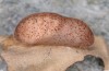 Satyrium esculi: Puppe (e.l. Ardèche, Ruoms, Raupe Anfang Juni 2023) [S]