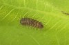 Satyrium esculi: Raupe L1 (e.o. Provence, Ste. Baume, 2010) [S]