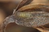Polyommatus eumedon: L3-Raupe, zur Überwinterung festgesetzt (Stuttgart, Juli 2022) [S]