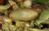 Polyommatus eumedon: Pupa of a population on Erodium hartvigianum (N-Greece, Siatista, early April 2022) [S]
