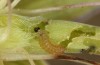 Polyommatus eumedon: L1-Raupe (Stuttgart, Ende Juni 2022) [S]