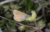 Polyommatus eumedon: Lower side (Northern Greece, Askio mountains, May 2011) [N]