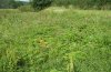 Polyommatus eumedon: Habitat (eastern Swabian Alb, Southern Germany) with Geranium pratense and especially Geranium palustre in a ditch [N]