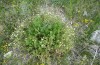 Polyommatus eumedon: Habitat mit Erodium hartvigianum (N-Griechenland, Siatista, Anfang Juni 2019) [N]