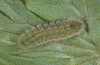 Polyommatus eumedon: Larva after the last moult (Heidenheim, May 2010) [M]