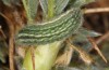 Polyommatus eurypilus: Raupe (Griechenland, Taygetos, 08. Juni 2021) [S]