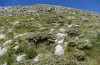 Polyommatus eurypilus: Larval habitat (Greece, Mount Taygetos, 08. June 2021) [N]