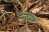 Polyommatus eurypilus: Raupe (Griechenland, Taygetos, 08. Juni 2021) [M]