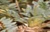Polyommatus eurypilus: Ei (S-Peloponnes, Taygetos, 2100m, Anfang August 2019) [M]
