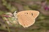Polyommatus fabressei: Weibchen (Spanien, Moscardon bei Teruel) [S]