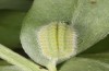 Polyommatus fabressei: Halbw&uuml;chsige Raupe (Spanien, Moscardon bei Teruel) [S]
