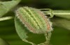 Polyommatus fabressei: Raupe (Spanien, Moscardon bei Teruel) [S]