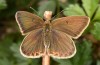Polyommatus fabressei: Weibchen (Spanien, Moscardon bei Teruel) [S]
