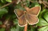 Polyommatus fabressei: Weibchen (Spanien, Moscardon bei Teruel) [S]