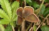 Polyommatus fabressei: Weibchen (Spanien, Moscardon bei Teruel) [S]