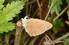 Polyommatus fabressei: Weibchen (Spanien, Moscardon bei Teruel) [S]