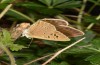 Polyommatus fabressei: Weibchen (Spanien, Moscardon bei Teruel) [S]