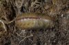 Polyommatus glandon: Pupa [S]
