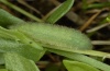 Lycaena hippothoe: Raupe [S]