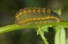 Polyommatus hispanus: Larva (e.o. Sisteron 2013) [S]
