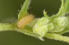 Polyommatus icarus: L1-larva in the end of this instar (e.o. rearing, S-Germany, Memmingen, oviposition in early June 2022) [S]