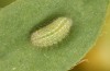 Polyommatus icarus: L2-Raupe (e.o. Stuttgart, Eiablage August 2022) [S]
