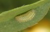 Polyommatus icarus: L2-larva (e.o. rearing, S-Germany, Stuttgart, oviposition in August 2022) [S]