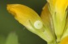 Polyommatus icarus: Egg on Trifolium dubium (S-Germany, Memmingen, early June 2022) [M]