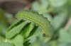 Polyommatus icarus: Raupe [M]
