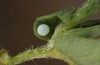 Polyommatus icarus: Egg on Lotus (S-Germany, Stuttgart, 10. August 2022) [M]