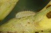 Polyommatus icarus: L1-larva (e.o. rearing, S-Germany, Stuttgart, oviposition in August 2022) [S]