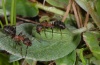 Polyommatus idas: Larva with ants (Valais, Täschalpe, June 2010) [N]