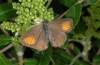 Satyrium ilicis: Female, victim of a spider (S-France, Ste Baume, June 2009) [N]