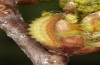 Satyrium ilicis: Larva L3 (e.o. S-Germany, eastern Swabian Alb, Dischingen, 2022) [S]