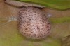 Satyrium ilicis: Pupa (e.l. S-Germany, eastern Swabian Alb, Dischingen, 27. May 2008) [S]