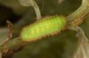 Satyrium ilicis: Larva L4 (e.o. S-Germany, eastern Swabian Alb, Dischingen, 2022) [S]